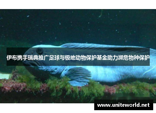 伊布携手瑞典推广足球与极地动物保护基金助力濒危物种保护 伊布携手瑞典推广足球与极地动物保护基金助力濒危物种保护